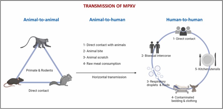 Monkeypox (Mpox): Understanding Symptoms, Transmission, Treatment, and Prevention